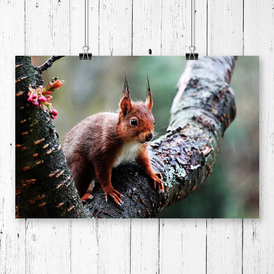 'Red Squirrel' Graphic Art