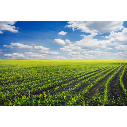 Curved Rows Of Spring Corn
