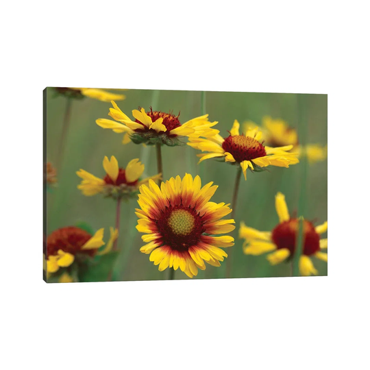 Indian Blanket Flowers, North America TFI478-1PC6