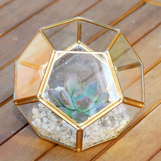 Critchlow Glass Terrarium