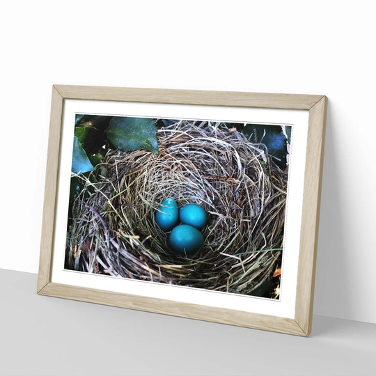 Birds Nest Duck Egg Blue Framed Photographic Print
