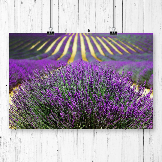 "Flower Purple Lavender Field Landscape" Graphic Art