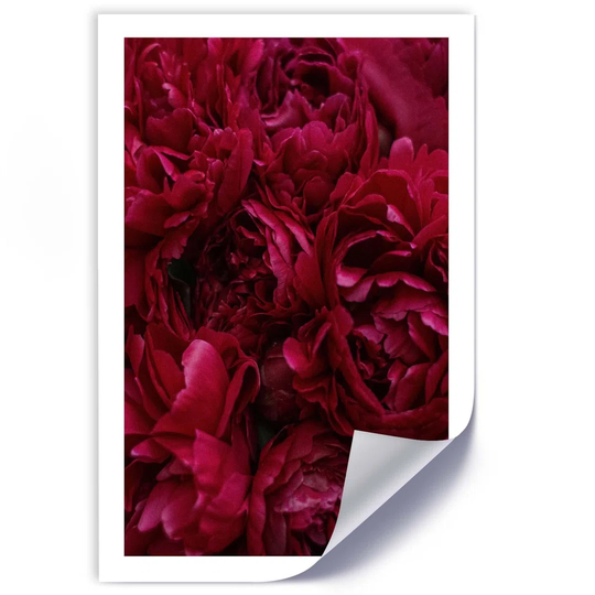 Peony Flowers in Close-up - Unframed Photograph
