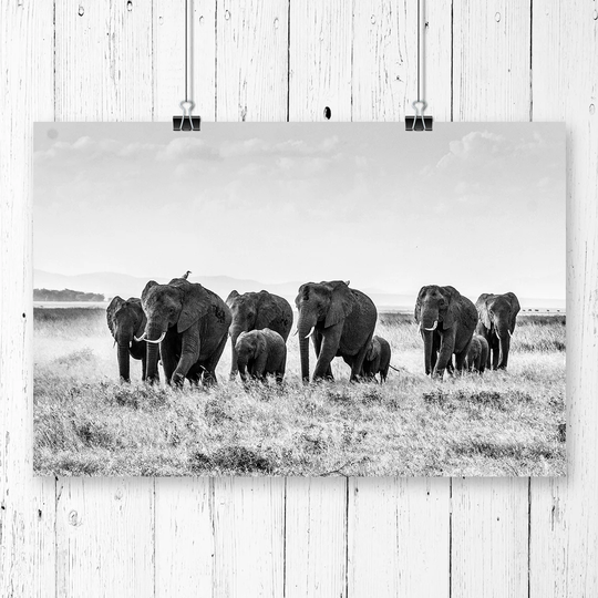 'Herd of Elephants' Photographic Print