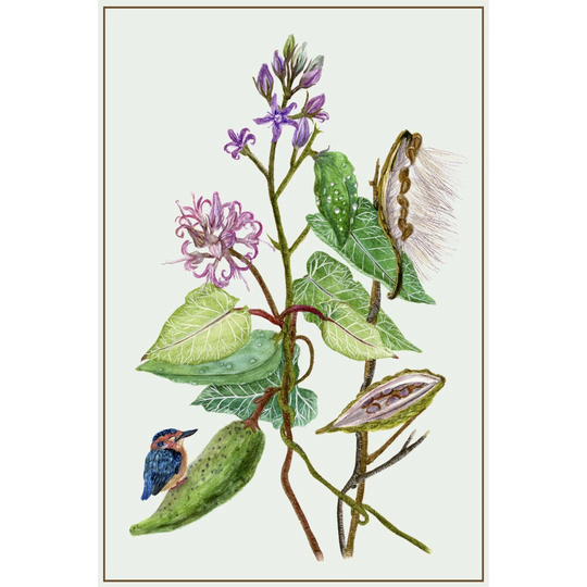 Metaplexis Japonica II - Wrapped Canvas Art Prints