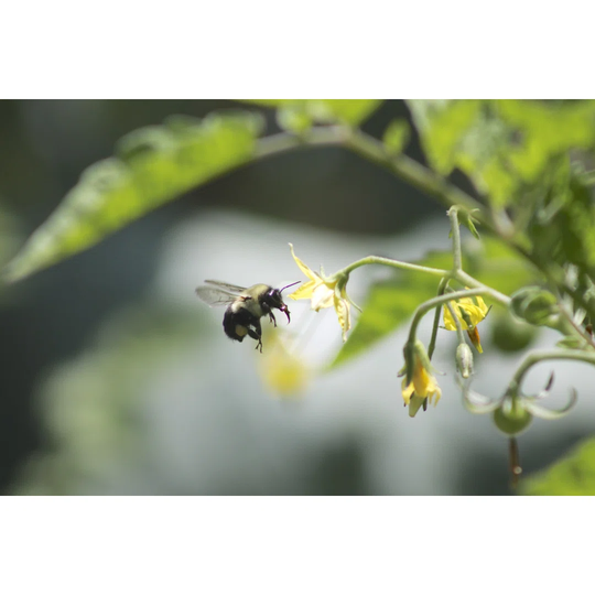 Bee Pollinating Tomatoes