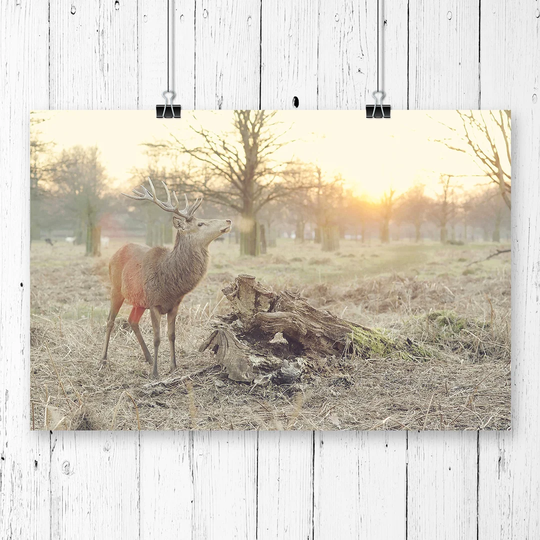 'Stag Forest Landscape' Photographic Print