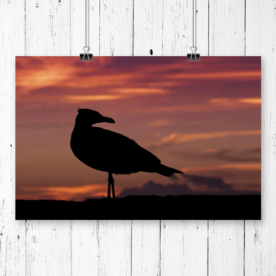 'Seagull Bird Purple Sunset' Photographic Print