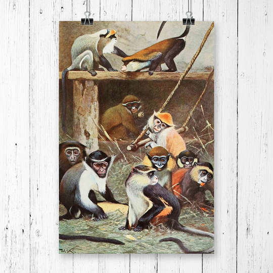 'Vintage Guenon Monkey' by W Kuhnert Graphic Art