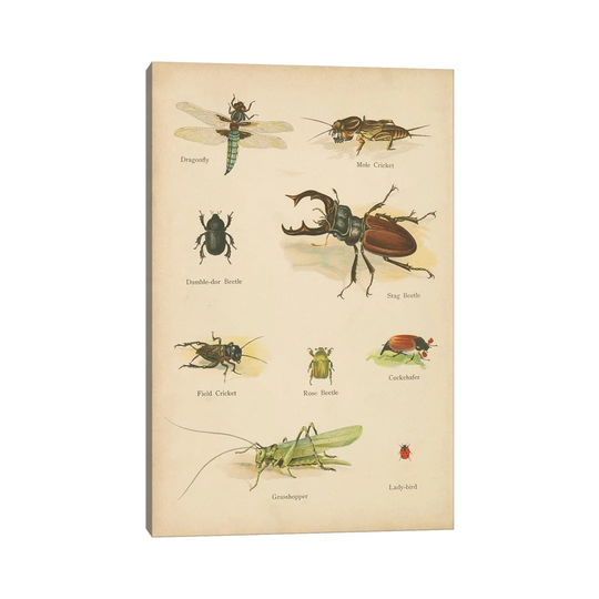 Natural History Book IV - Print on Canvas