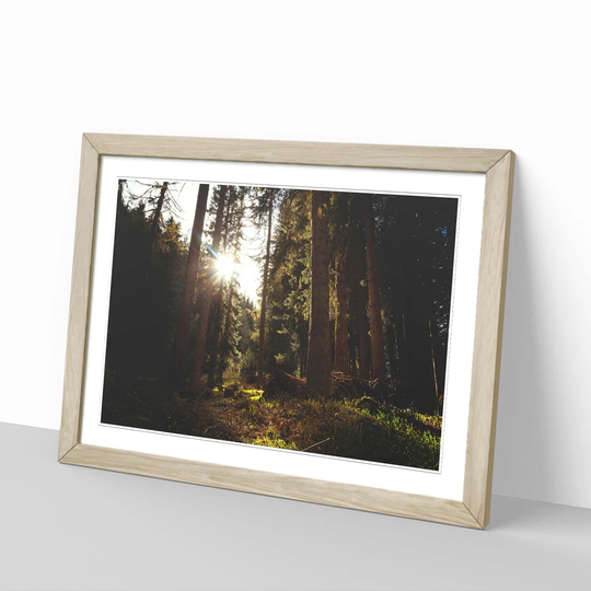 'Landscape Conifer Tree Forest 2' Framed Photographic Print