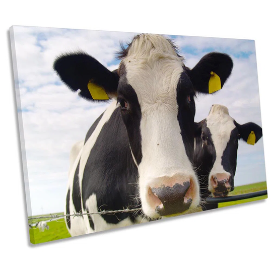 Cow Faces Farm Farmer - Wrapped Canvas Photograph