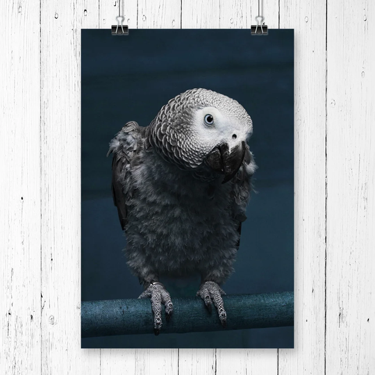 "African Grey Parrot" Graphic Art