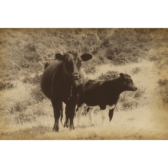 Lonestar Cows I - Wrapped Canvas Photograph