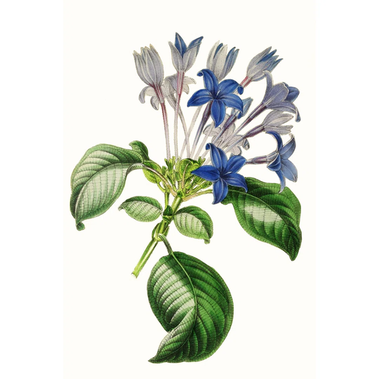 Paxton Florals IV by Paxton - Wrapped Canvas Painting