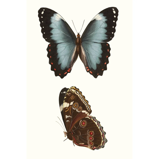 Antique Blue Butterflies IV - Wrapped Canvas Graphic Art