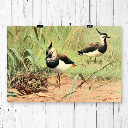 'Vintage Northern Lapwing' by W Kuhnert Graphic Art