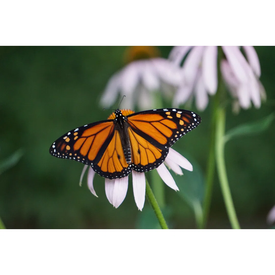 Monarch Butterfly - Danaus Plexippus by Martin Machnowski - Wrapped Canvas Photograph