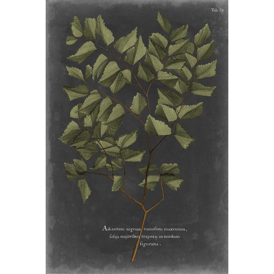 Foliage Dramatique V by Vision Studio - Wrapped Canvas Graphic Art