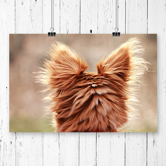 'Chihuahua Dog' Graphic Art