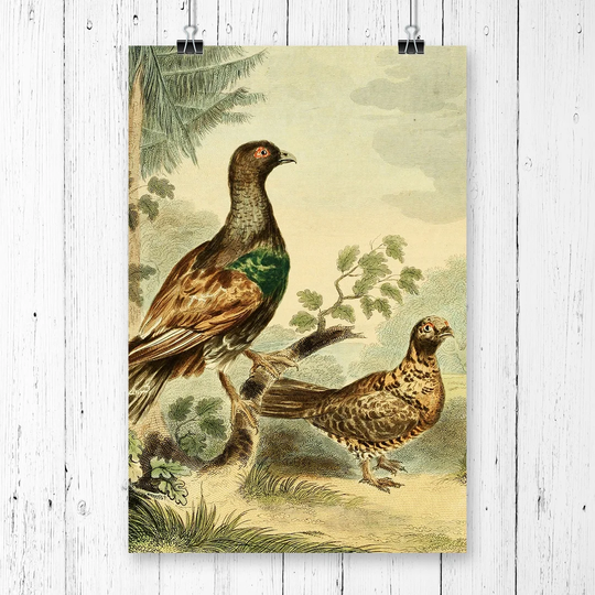 'Vintage Charles R Ryley Wood Grouse' Graphic Art