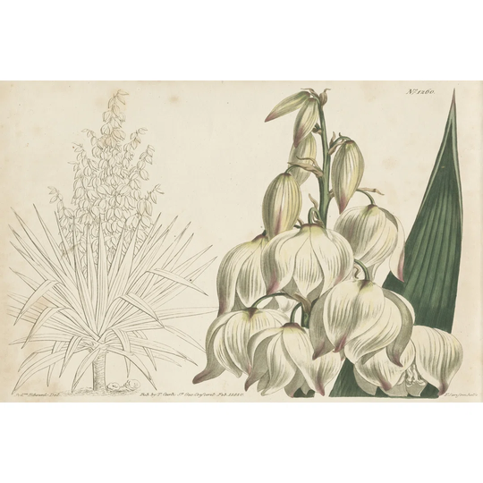 Tropical Curtis Botanical II by Curtis - Wrapped Canvas Graphic Art