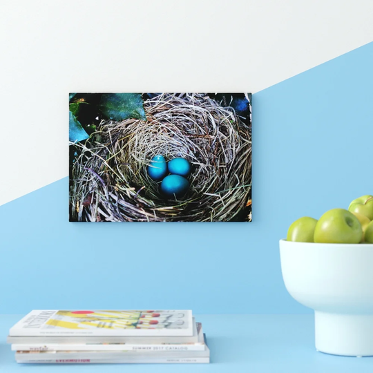 'Birds Nest Duck Egg Blue' Photographic Print