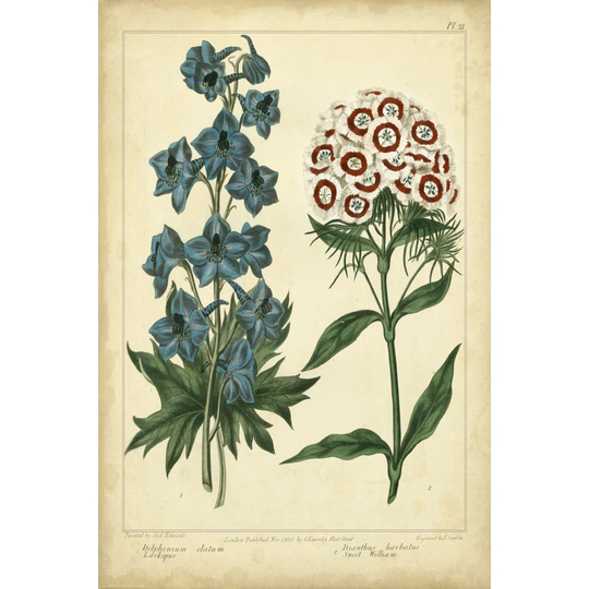 Garden Flora II