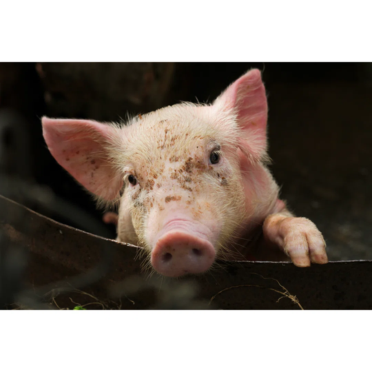 Pig - Wrapped Canvas Photograph