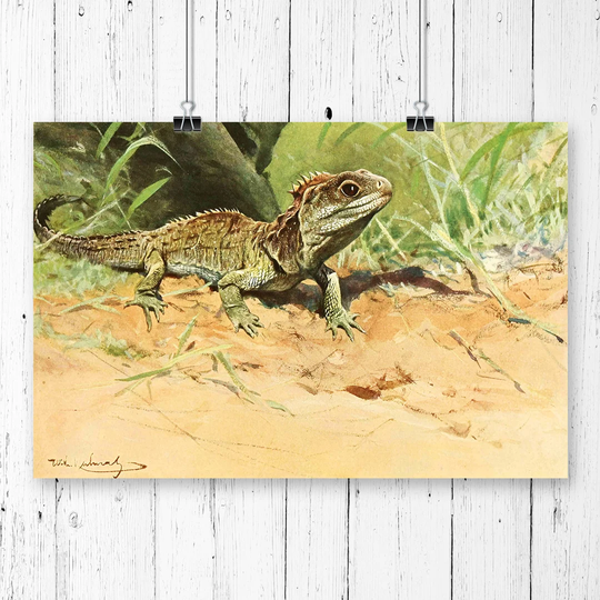 'Vintage Tuatara lizard' by W Kuhnert Graphic Art