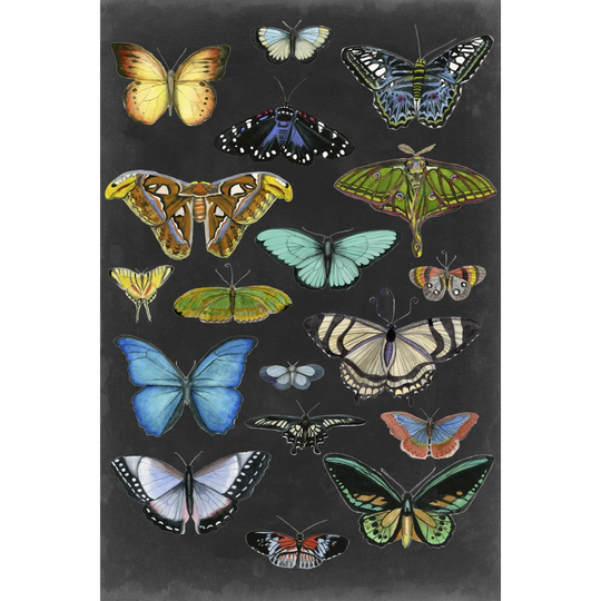 Graphic Butterfly Taxonomy I by Naomi McCavitt - Wrapped Canvas Graphic Art