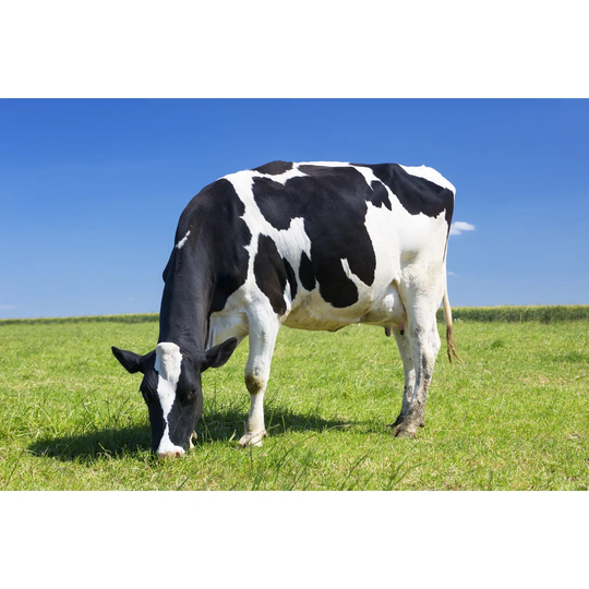 Grazing Cow