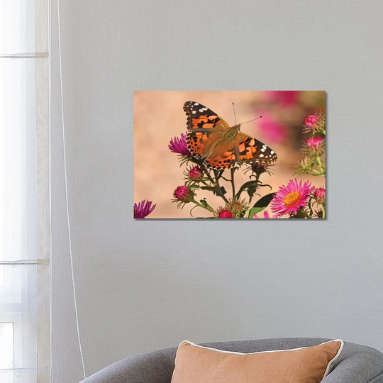 Painted Lady - Colorado 2018 by Brian Wolf - Wrapped Canvas Art Prints
