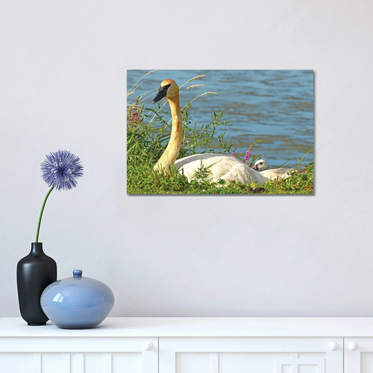 Trumpeter Swan and Cygnet by Brian Wolf - Wrapped Canvas Photograph