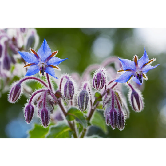 Borage Flowers Close Up (Borago Officinalis)
