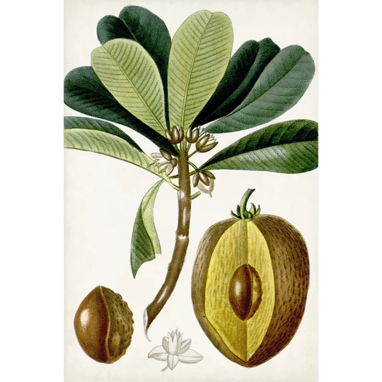 Tropical Fruit VI by Turpin - Wrapped Canvas Painting
