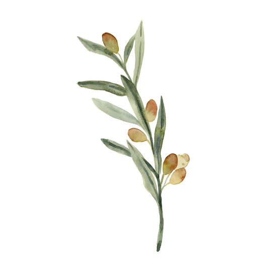 Sweet Olive Branch III - Wrapped Canvas Painting