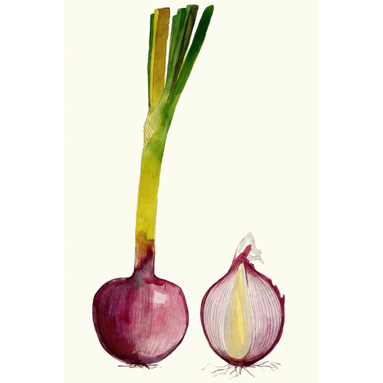 Early Harvest IV