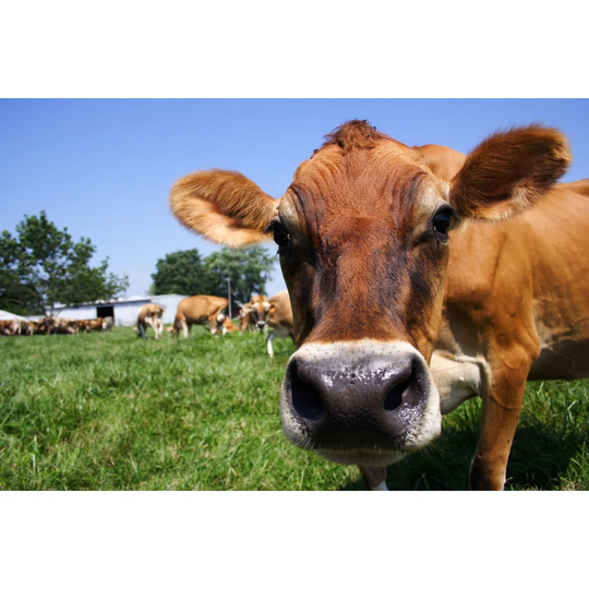 Jersey Cow Grazing by Jcyoung2 - Wrapped Canvas Photograph