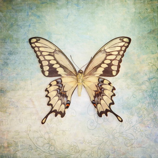 French Butterfly VI by Debra Van Swearingen - Wrapped Canvas Graphic Art