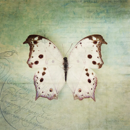 French Butterfly IV by Debra Van Swearingen - Wrapped Canvas Graphic Art