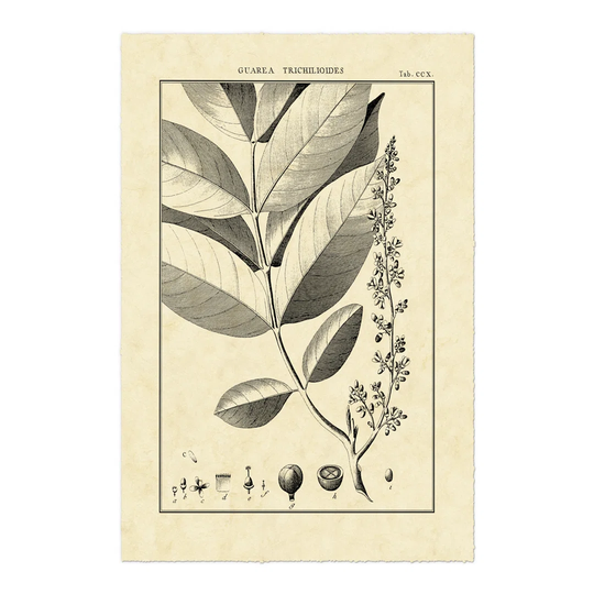 Vintage Botanical Study VI by Sellier - Wrapped Canvas Art Prints