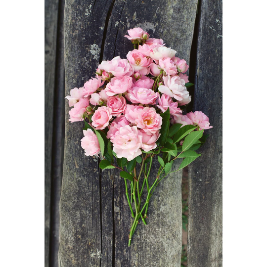 Small Pink Garden Roses on Wooden Surface - Wrapped Canvas Photograph