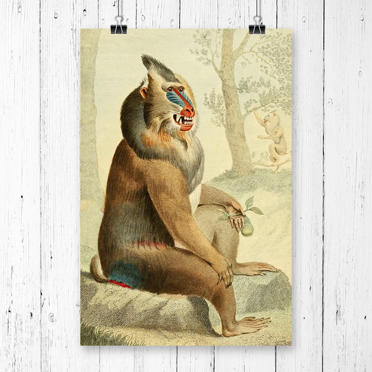 'Vintage Charles R Ryley Variegated Baboon' Graphic Art