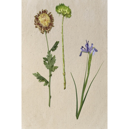 Pretty Pressed Flowers III