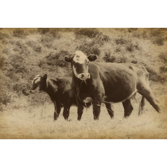 Lonestar Cows II - Wrapped Canvas Photograph