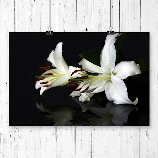 'White Lily Flower' Graphic Art