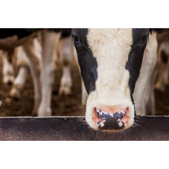 Head of the Bull Close-Up by Yauhen Akulich - Wrapped Canvas Photograph