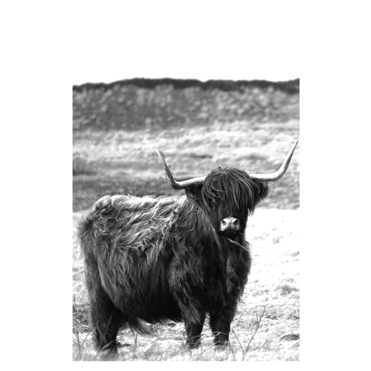 Shaggy Cow - Wrapped Canvas Photograph Print
