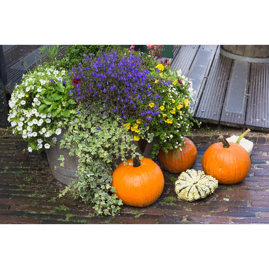 Fall Yard Decoration with Pumpkins and Flowers by AnSyvanych - Wrapped Canvas Photograph Print